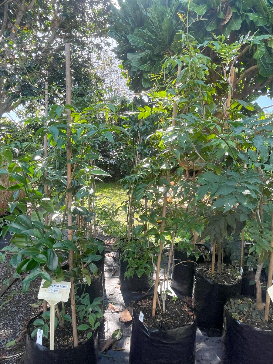 Pandorea Magic Pink and Pandorea Lady Di Climbers Bream Bay Greenworld