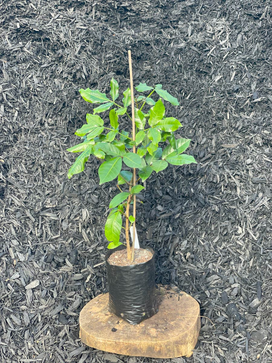 Tecomanthe Speciosa Bream Bay Greenworld Climbers