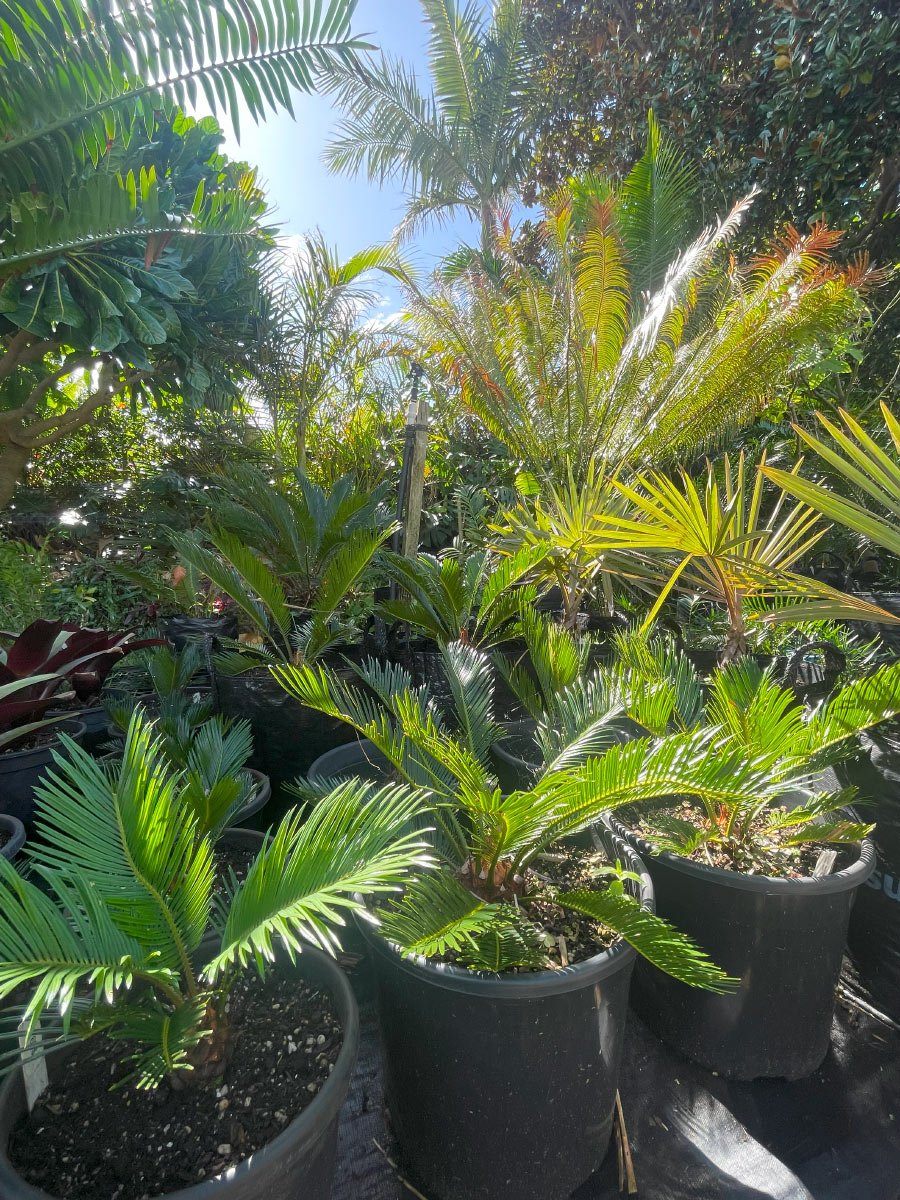 Cycas Revoluta Sago Palm Bream Bay Greenworld