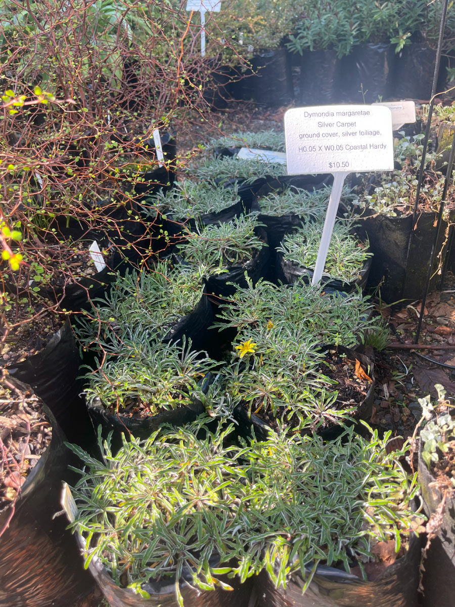 Dymondia Silver Carpet Bream Bay Greenworld Ground Cover