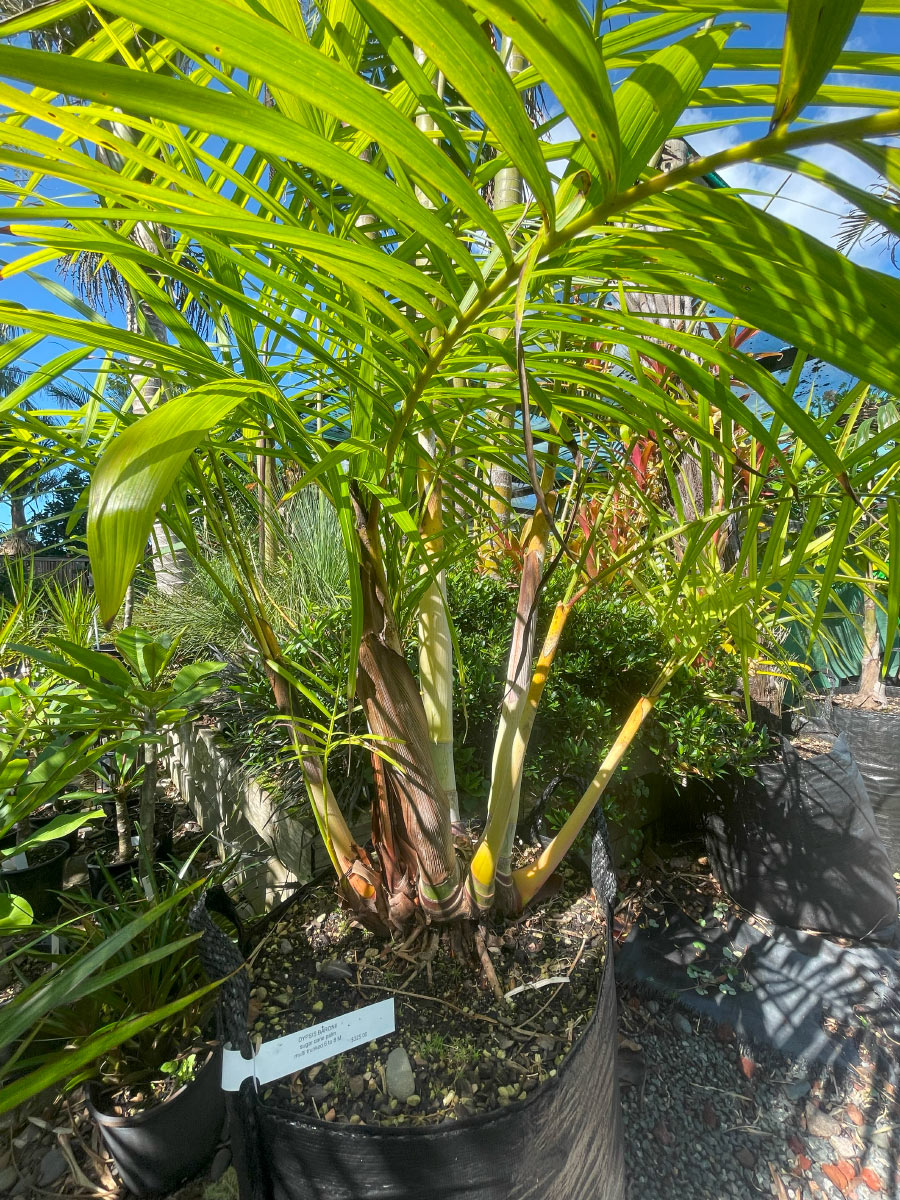 Dypsis Baronii Palm Bream Bay Greenworld