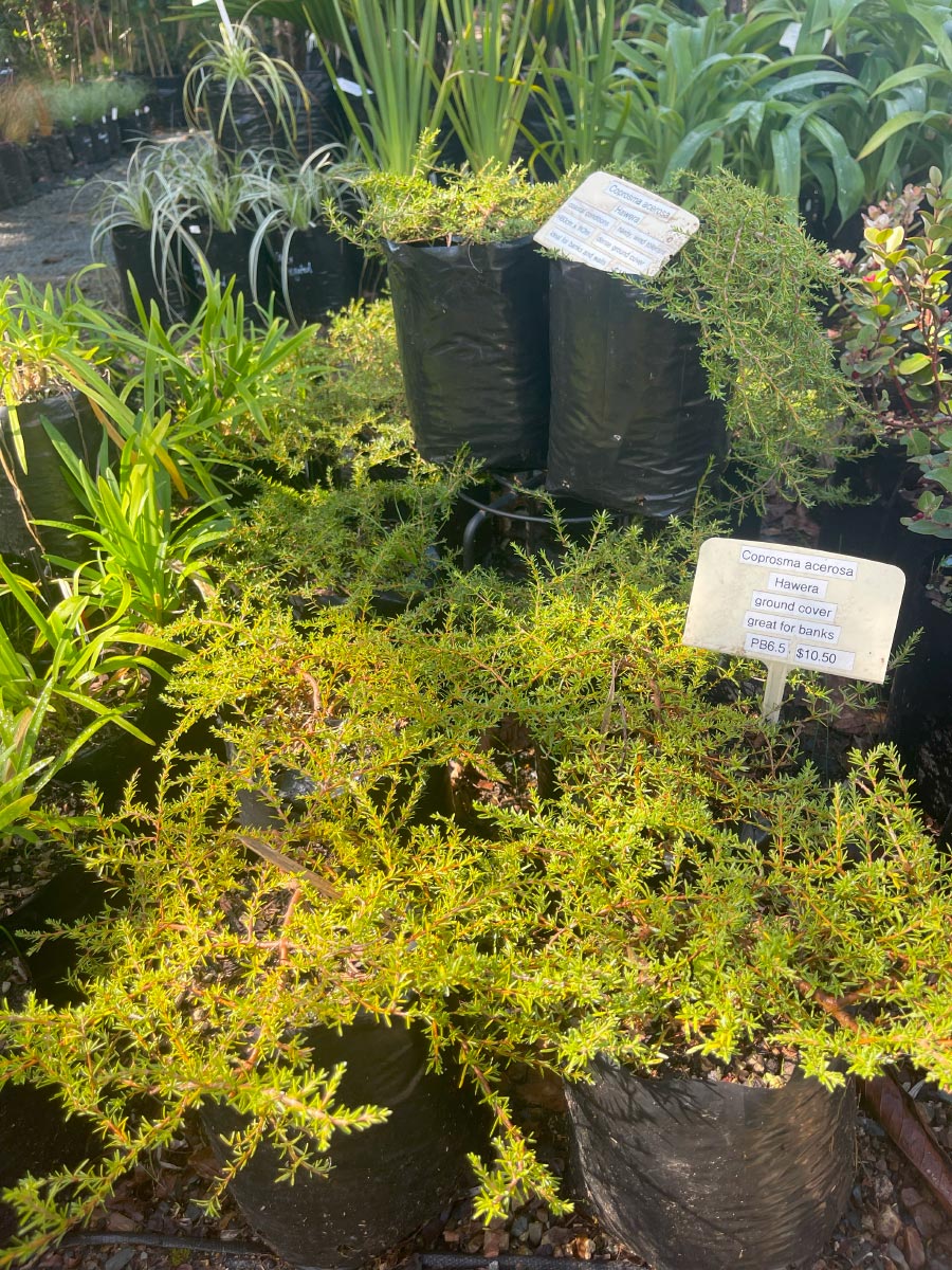 Coprosma Hawera Bream Bay Greenworld Ground Cover