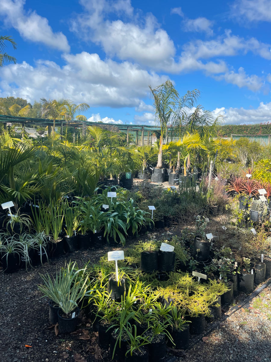 Bream Bay Greenworld Ground Cover