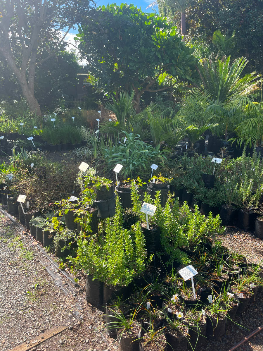 Bream Bay Greenworld Ground Cover
