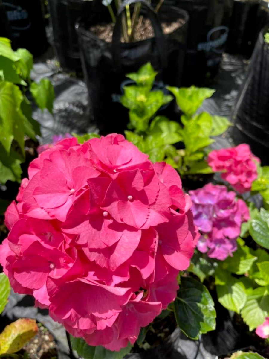 Hydrangea Bream Bay Greenworld Shrubs