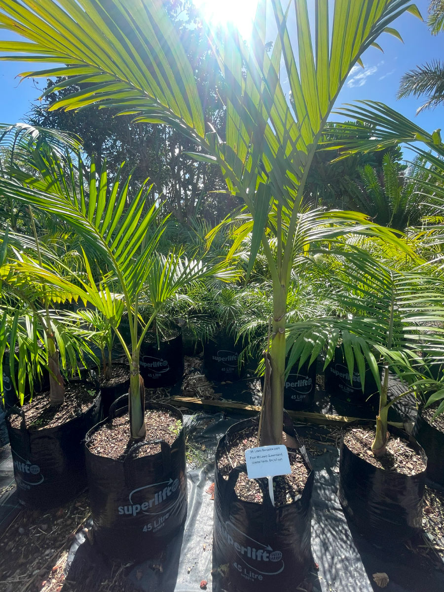 Mt Lewis Bangalow Palm Bream Bay Greenworld