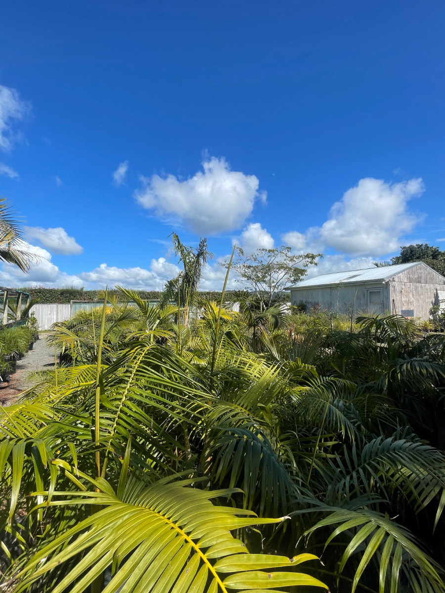 Bream Bay Greenworld Palm