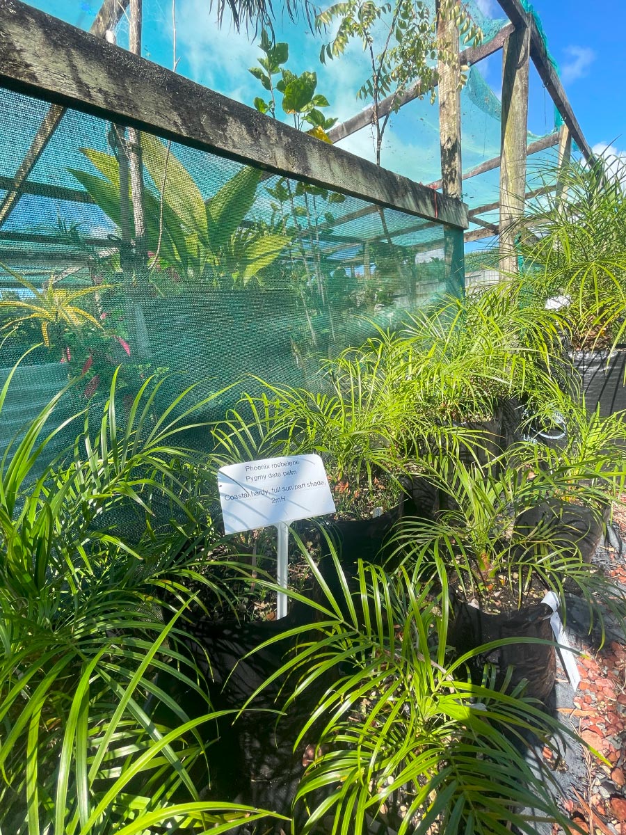 Phoenix Roebelenii Dwarf Palm Bream Bay Greenworld Palm