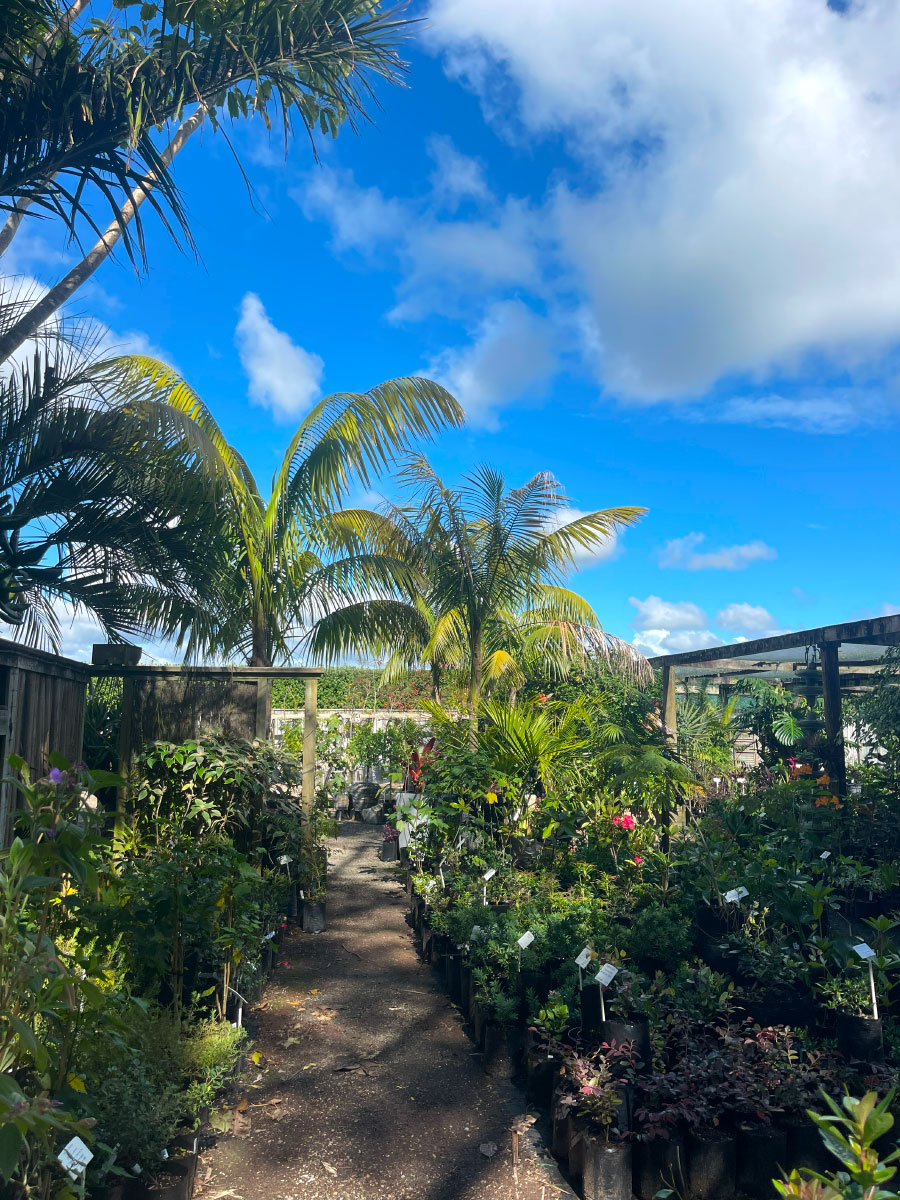 Bream Bay Greenworld Shrubs