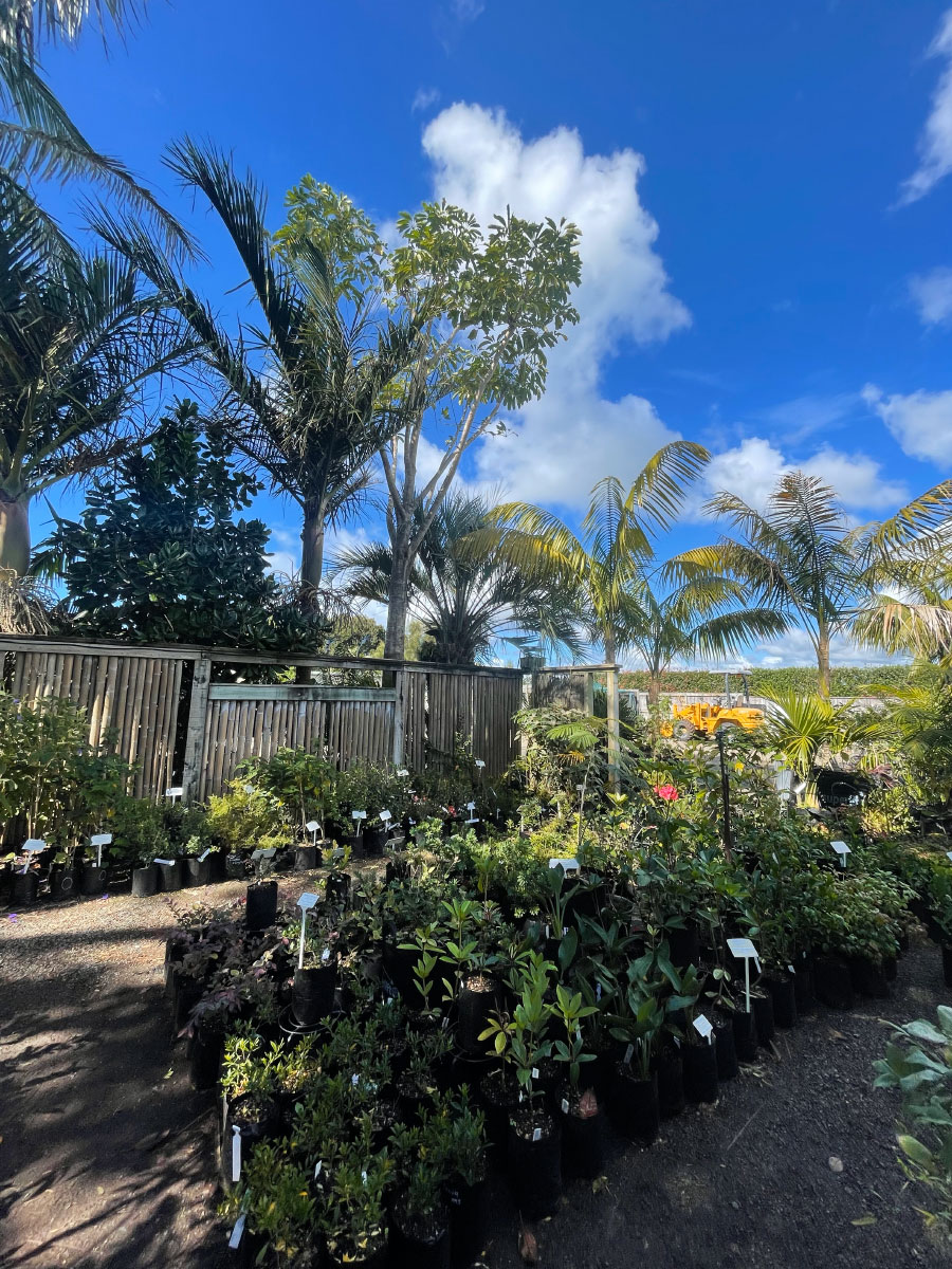 Bream Bay Greenworld Shrubs