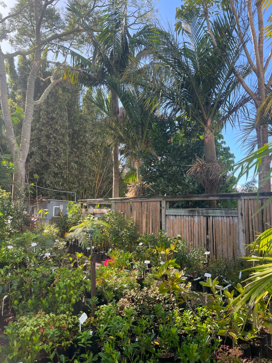 Bream Bay Greenworld Shrubs