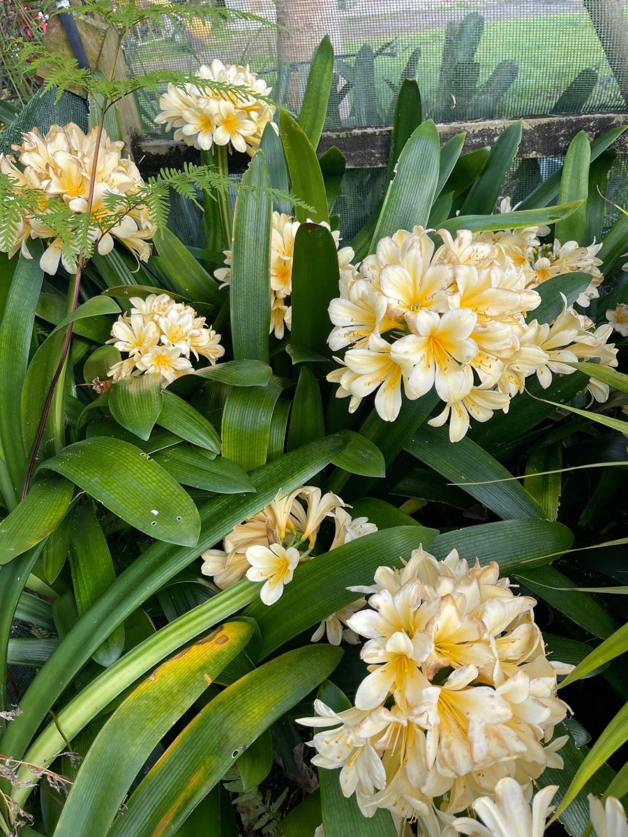 Clivia's Bream Bay Greenworld Shrubs