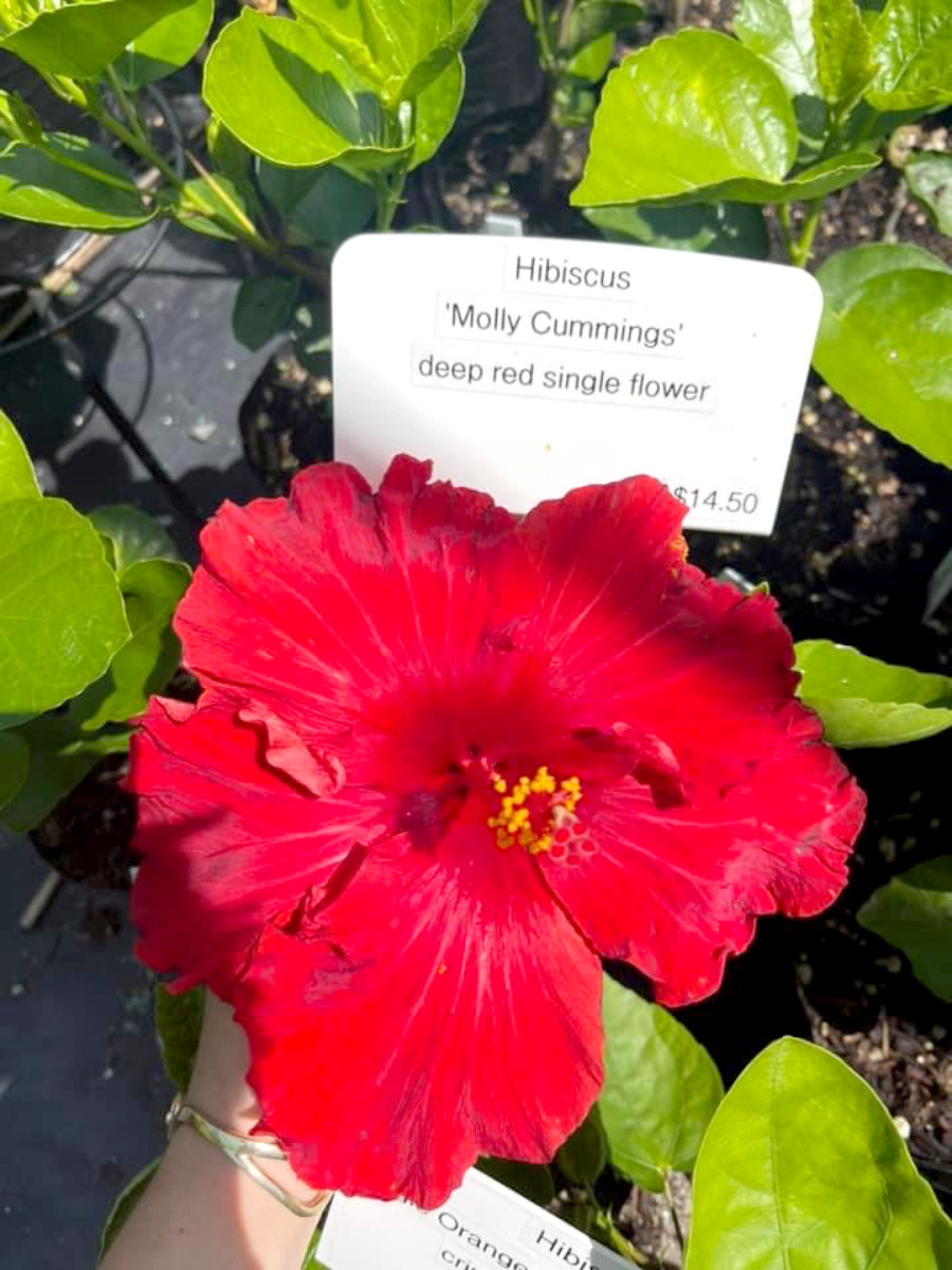 Hibiscus Bream Bay Greenworld Shrubs