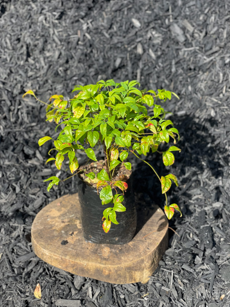 Nandina Bream Bay Greenworld Shrubs