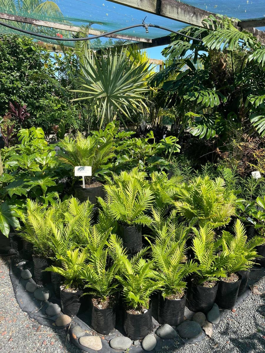 Silver Lady Fern Bream Bay Greenworld Shrubs