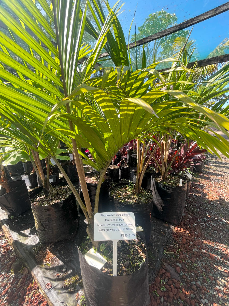 Kermadec Nikau Palm Bream Bay Greenworld